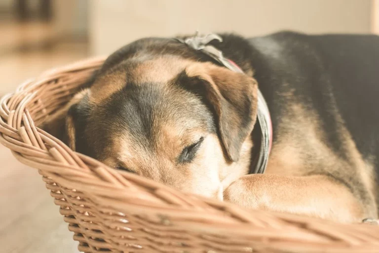 The Advantages of Eco-Friendly Home Construction in Supporting Sustainable Pet Aftercare